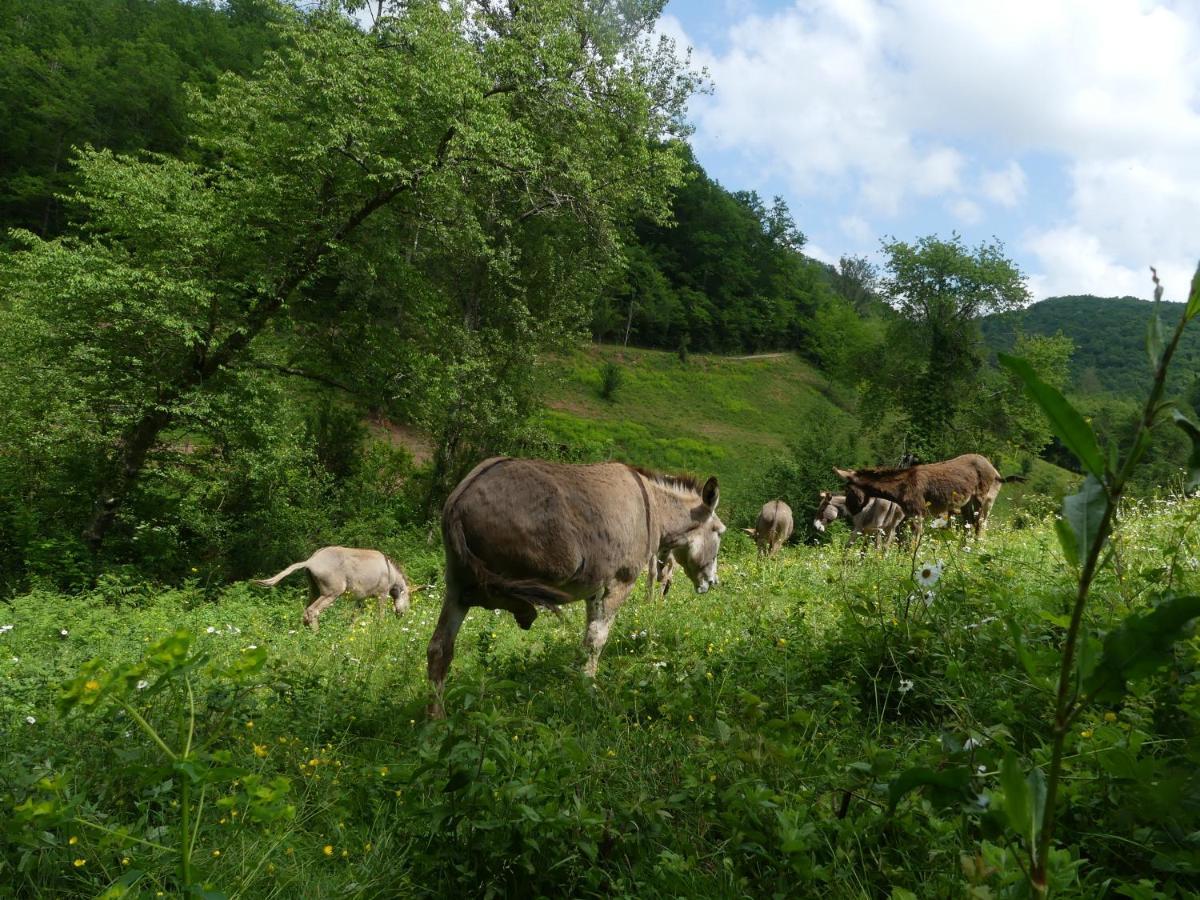 Source Nature Le Mas-d'Azil Bagian luar foto